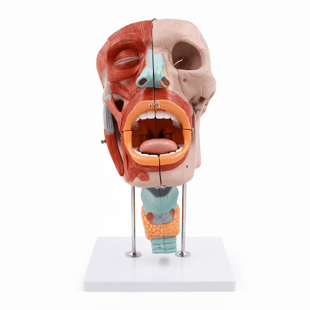 Nasopharyngeal Cavity Model (2x Enlarged), 10 Parts