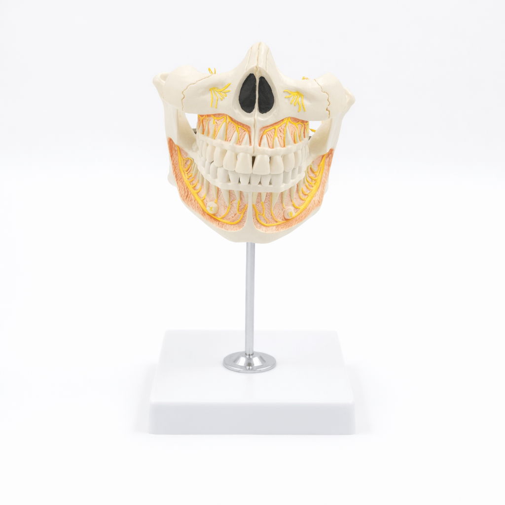 Permanent Teeth 2 Parts
