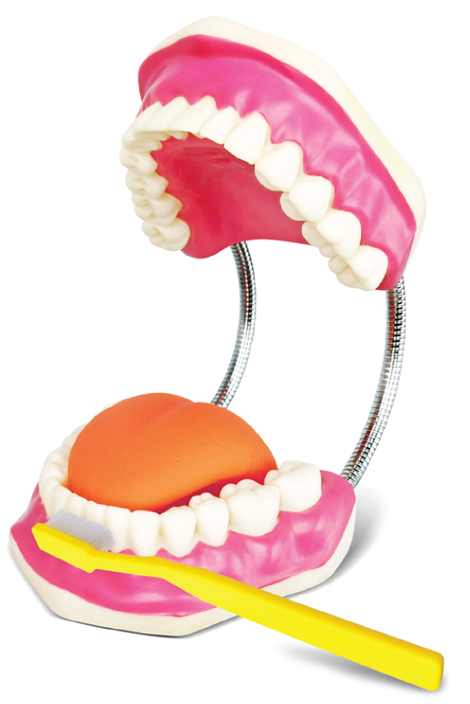 Giant Dental Care Model with Enlarged Toothbrush, 3x Enlarged