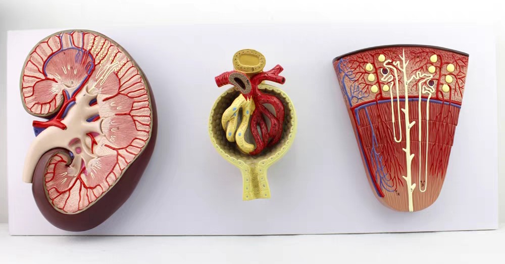 Kidney Cross-Section, Nephron, Glomerular Model