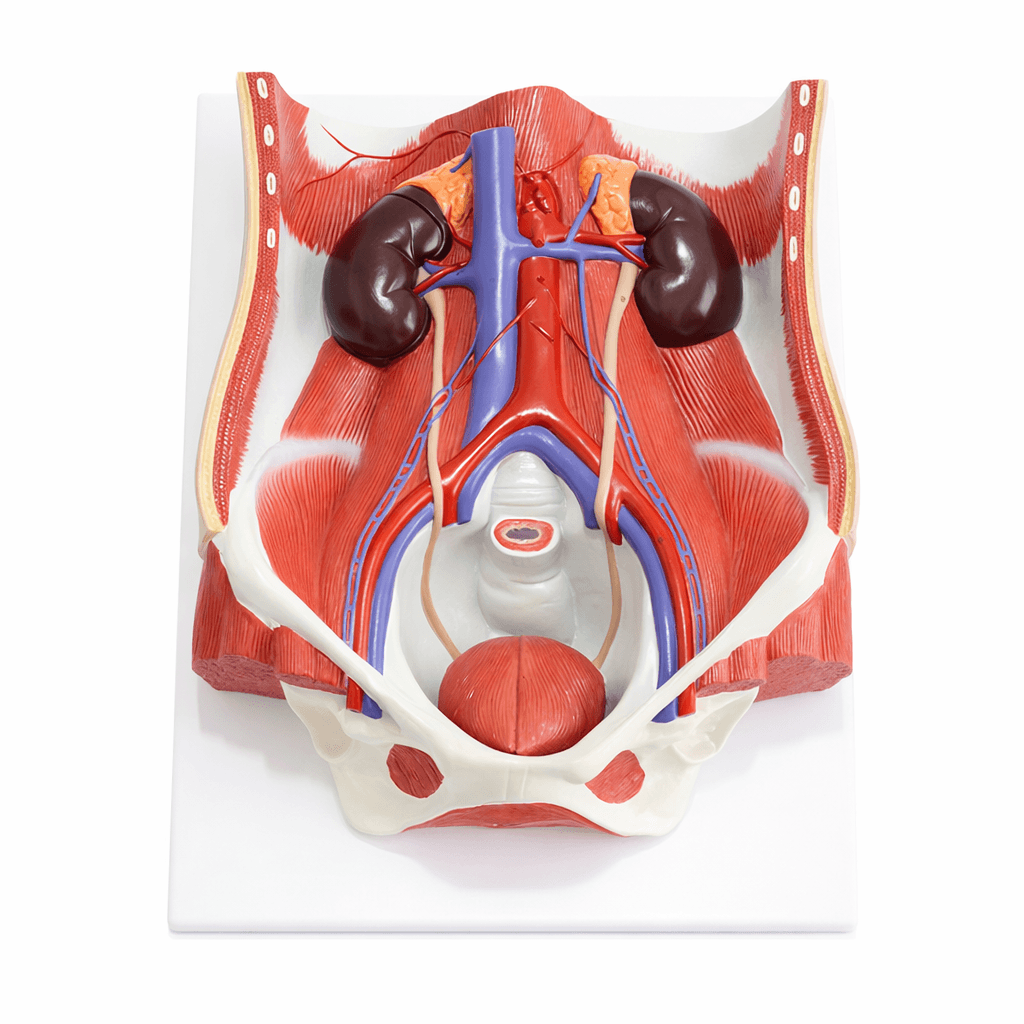 Male and Female Urinary System Model, Life-Size, 6 Parts