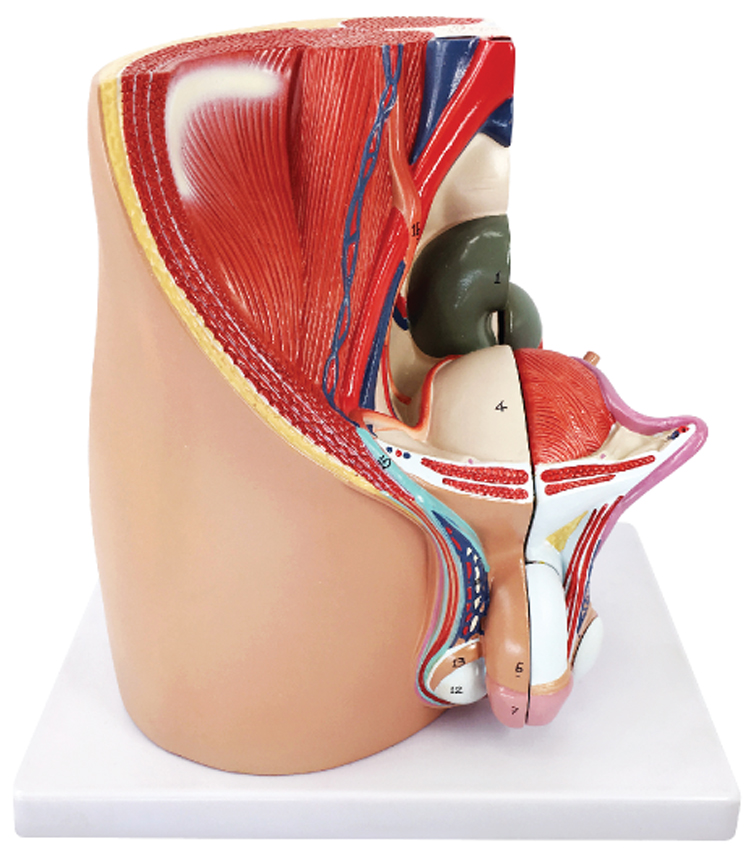 Male pelvic cavity model, 4 parts