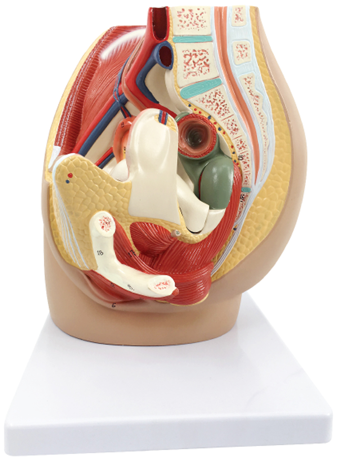 Female pelvic cavity model, 3 parts