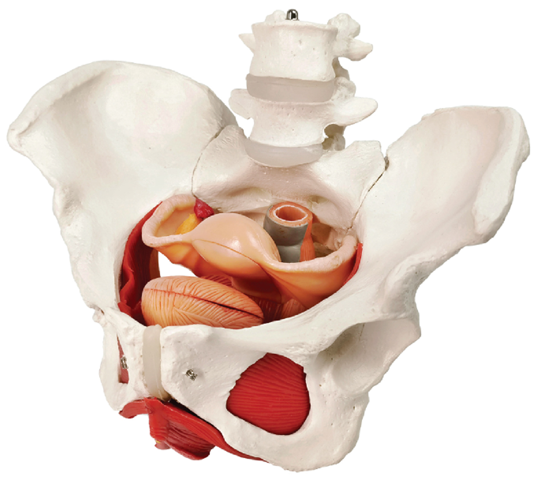 Female Skeletal Pelvis with Pelvic Floor Muscles, Organs & Lumbar Vertebrae, 8 Parts