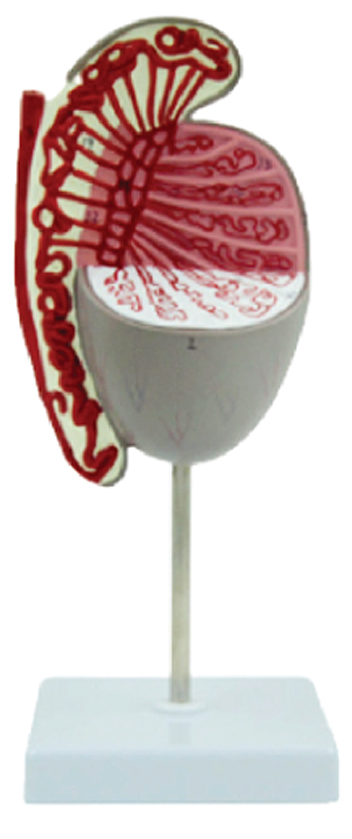 Testis, 10x Enlarged, 1 Part