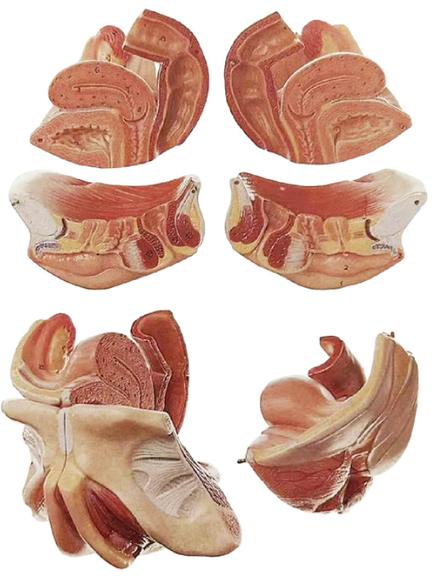 Female Genital Organ, Life Size, on Stand