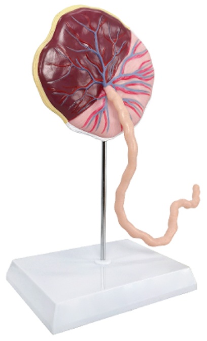 Placenta Model with Removable Umbilical Cord, Life Size, 2 Parts