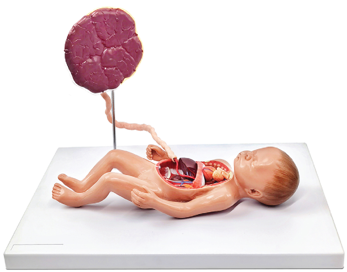 Fetal Blood Circulatory System Model, 6 Parts