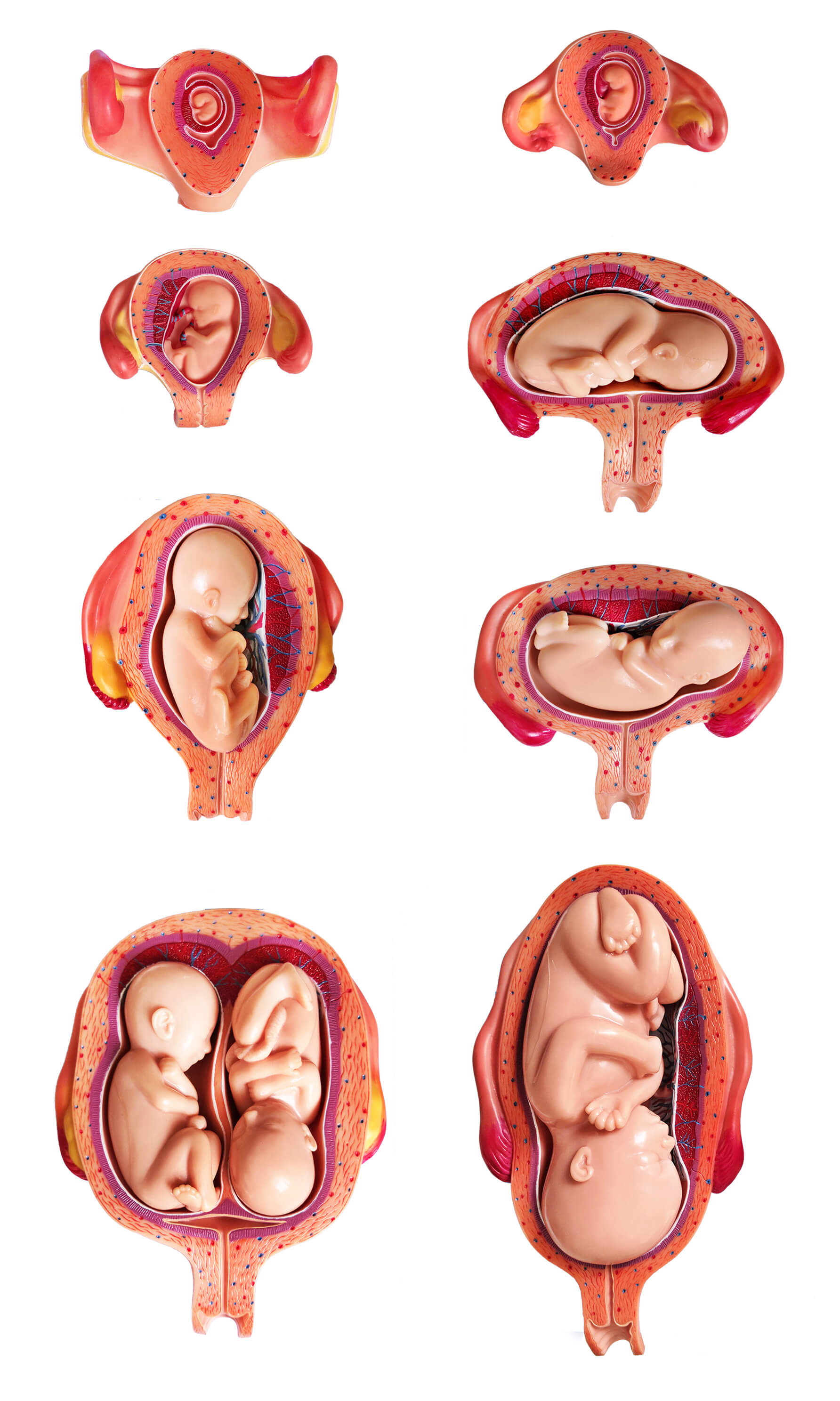 Pregnancy Series, Life Size, 14 Parts
