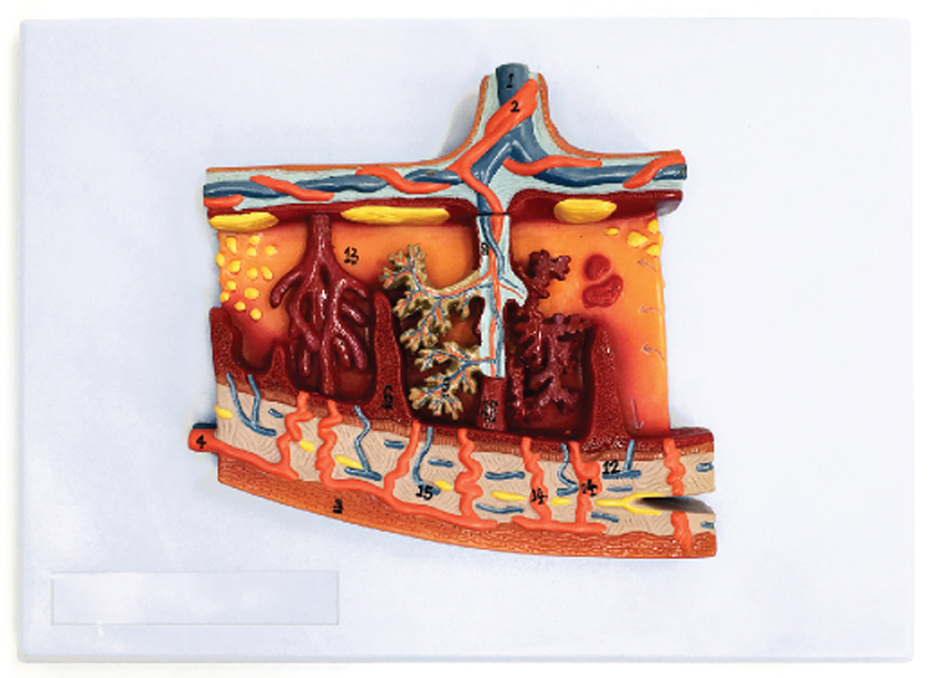Section of Placenta Model, Enlarged, 1 Part