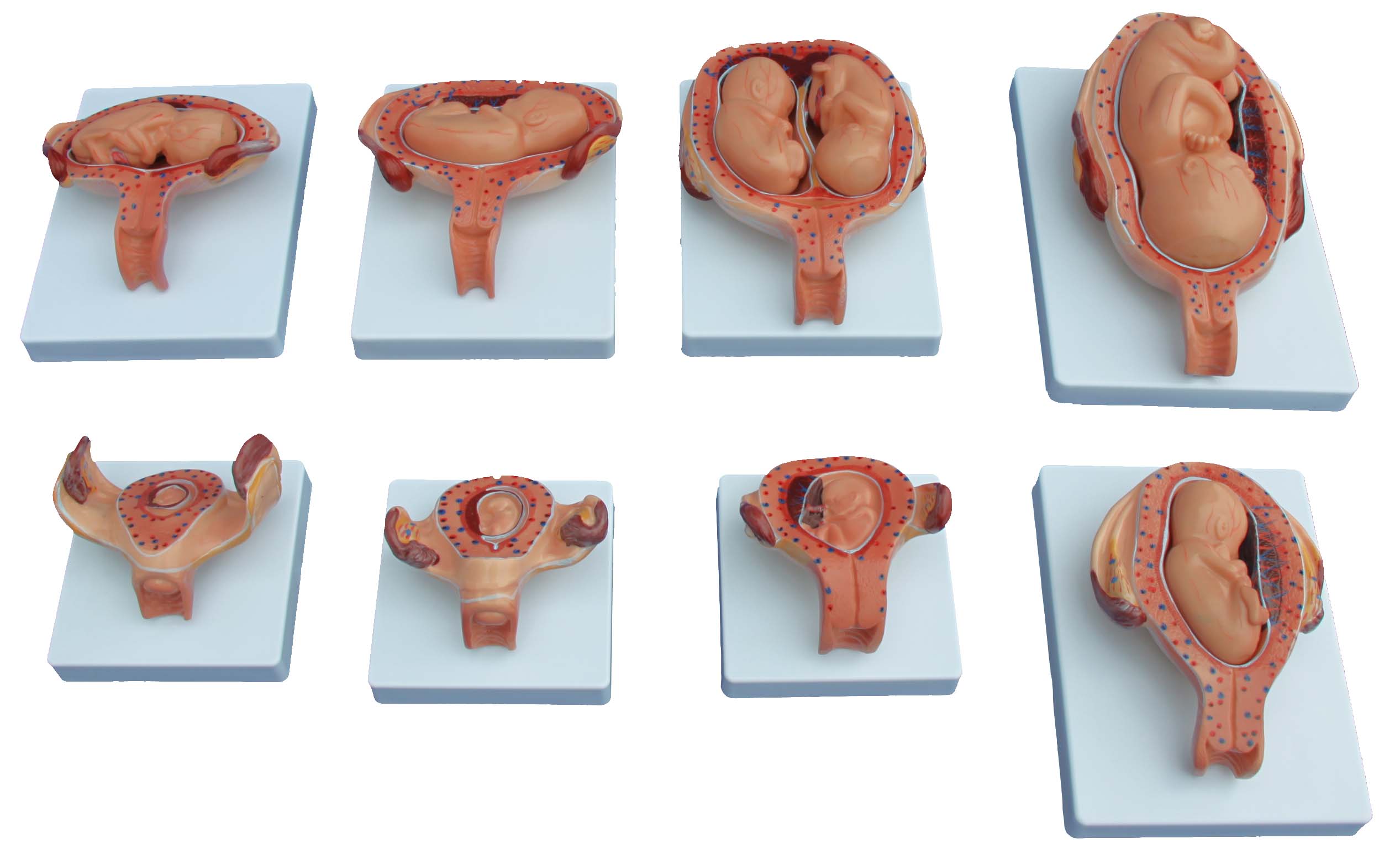 Fetal Development Model (Half-Size)