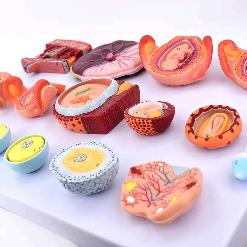 Fertilization and Early Embryonic Development Model, 16 Parts