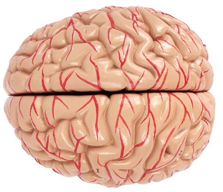 Brain with Arteries, Life Size, 2 Parts