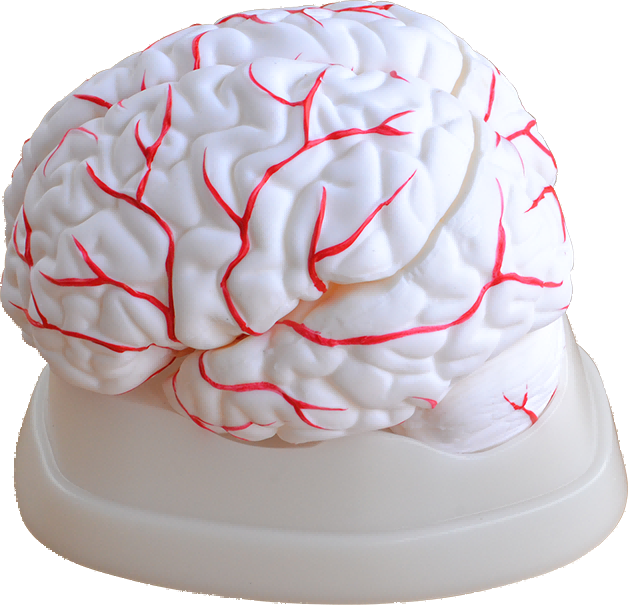 Brain with Arteries