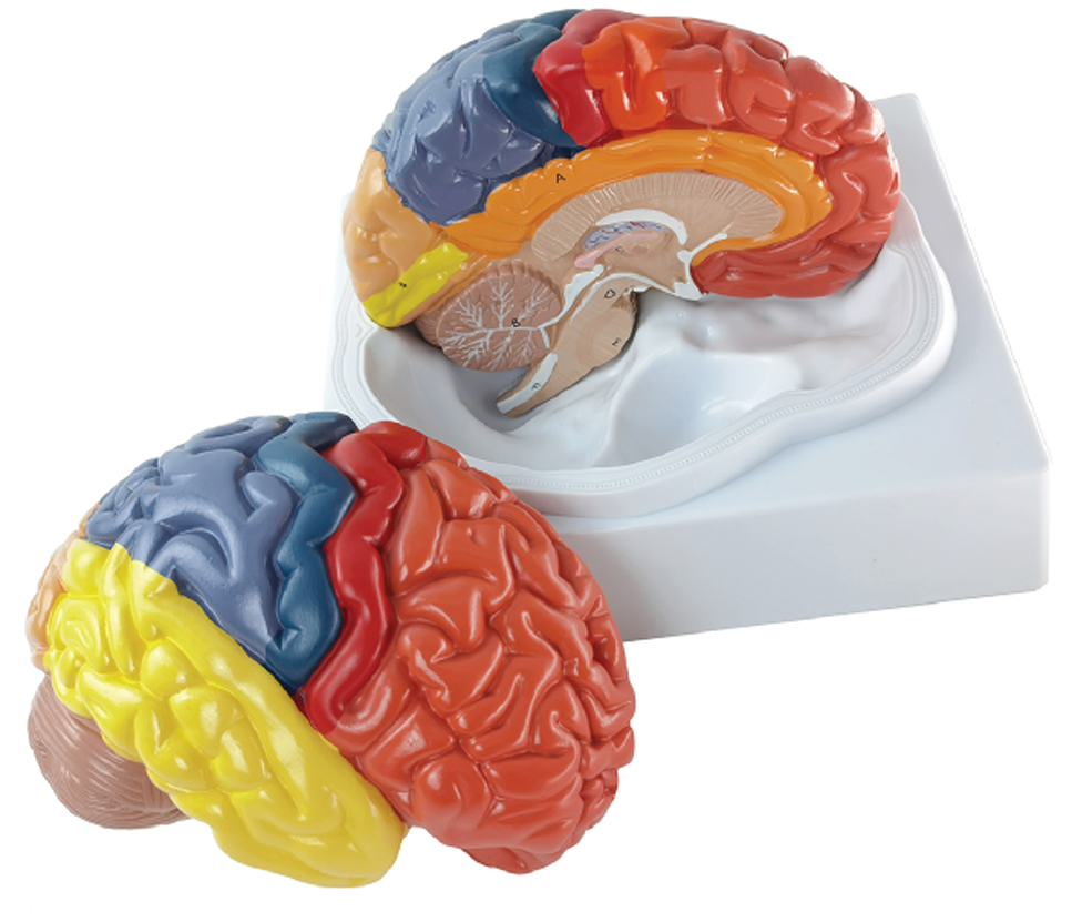 Brain with Functional Area Painted, Life Size, 2 Parts