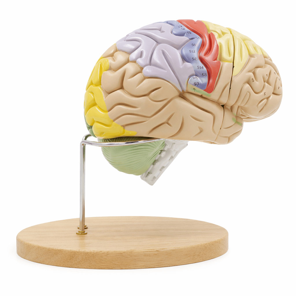 Brain Model (1.5× Enlarged), 4 Parts