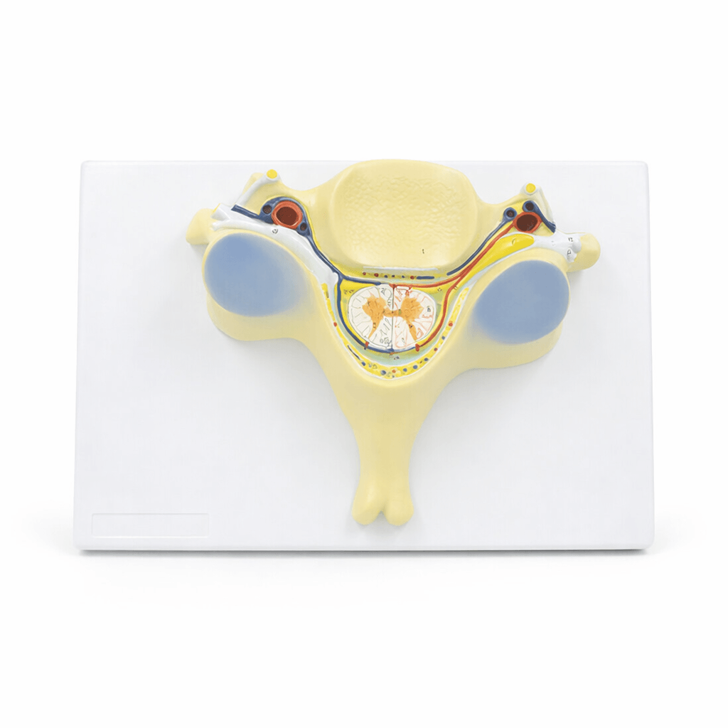 Fifth Cervical Vertebra with Spinal Cord and Nerves