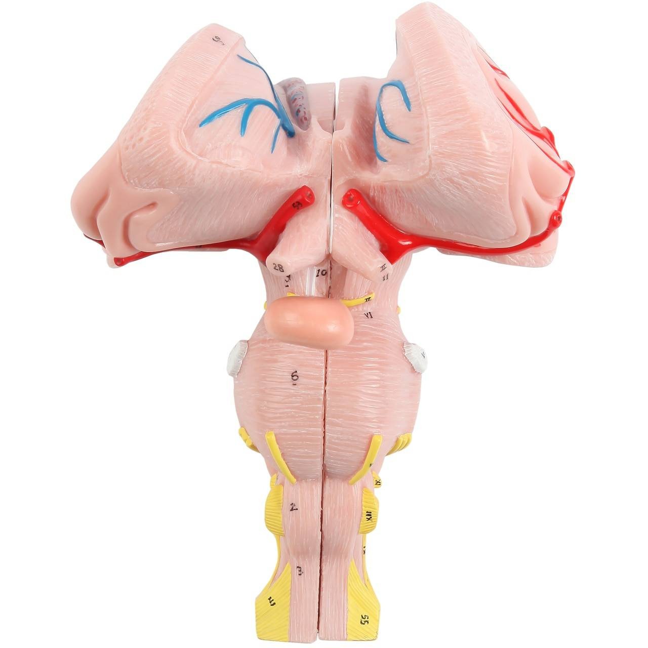 Brainstem Model (3x Enlarged), 2 Parts