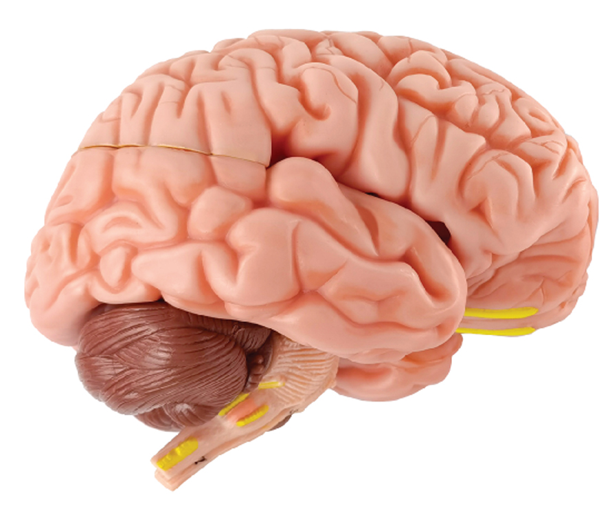 Brain with Arteries on Base, Life Size, 8 Parts