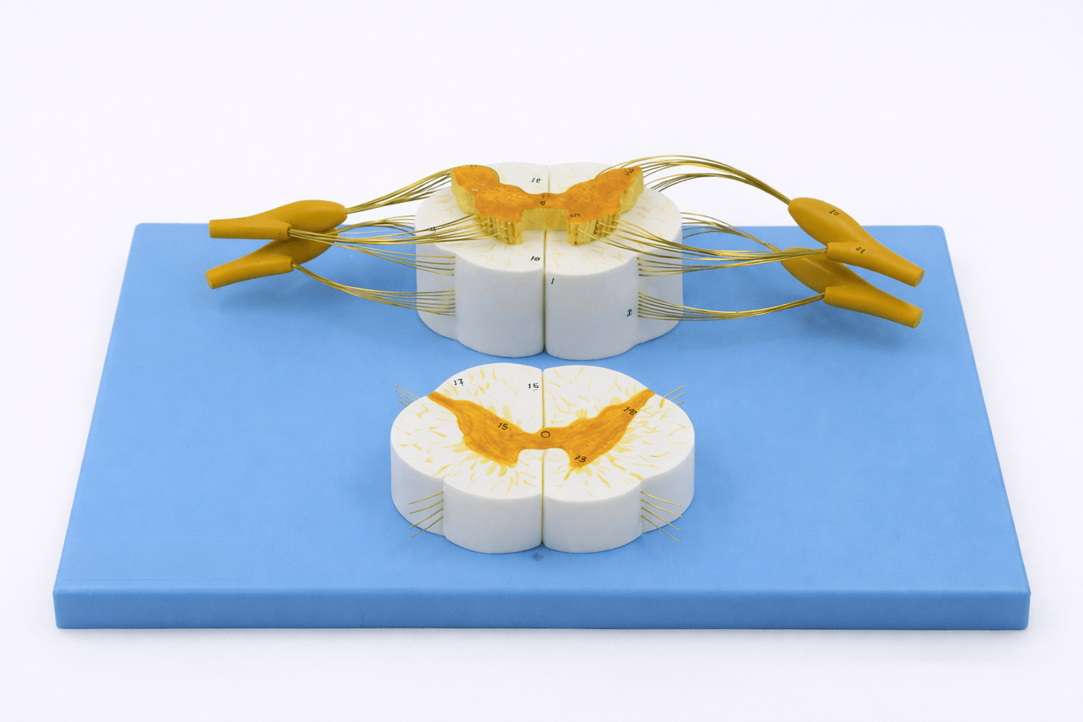 Spinal Cord and Spinal Nerve Model, 2 Parts