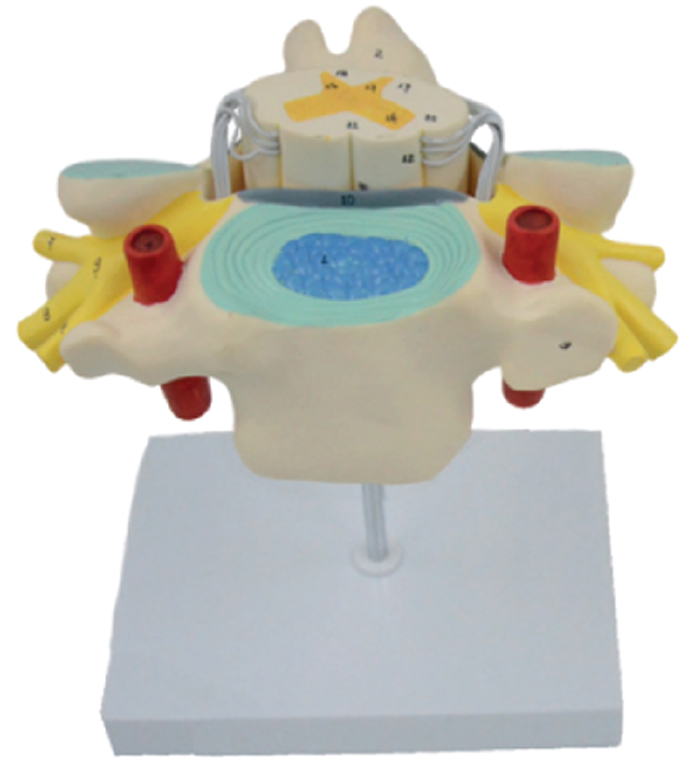 Cervical Vertebrae Model with Spinal Cord Model(2x Enlarged), 1 Part