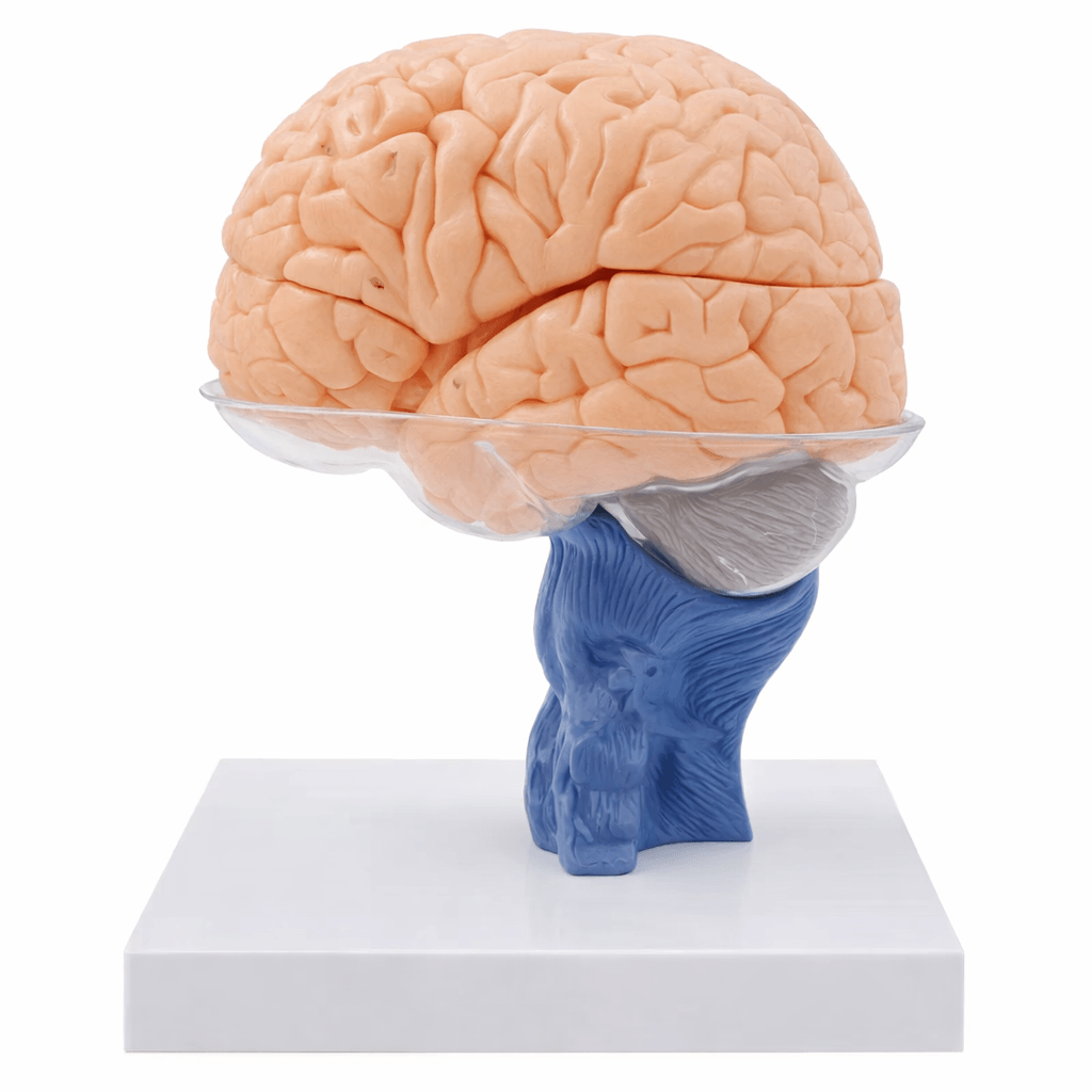Brain Anatomical Model, Life-Size, 15 Parts