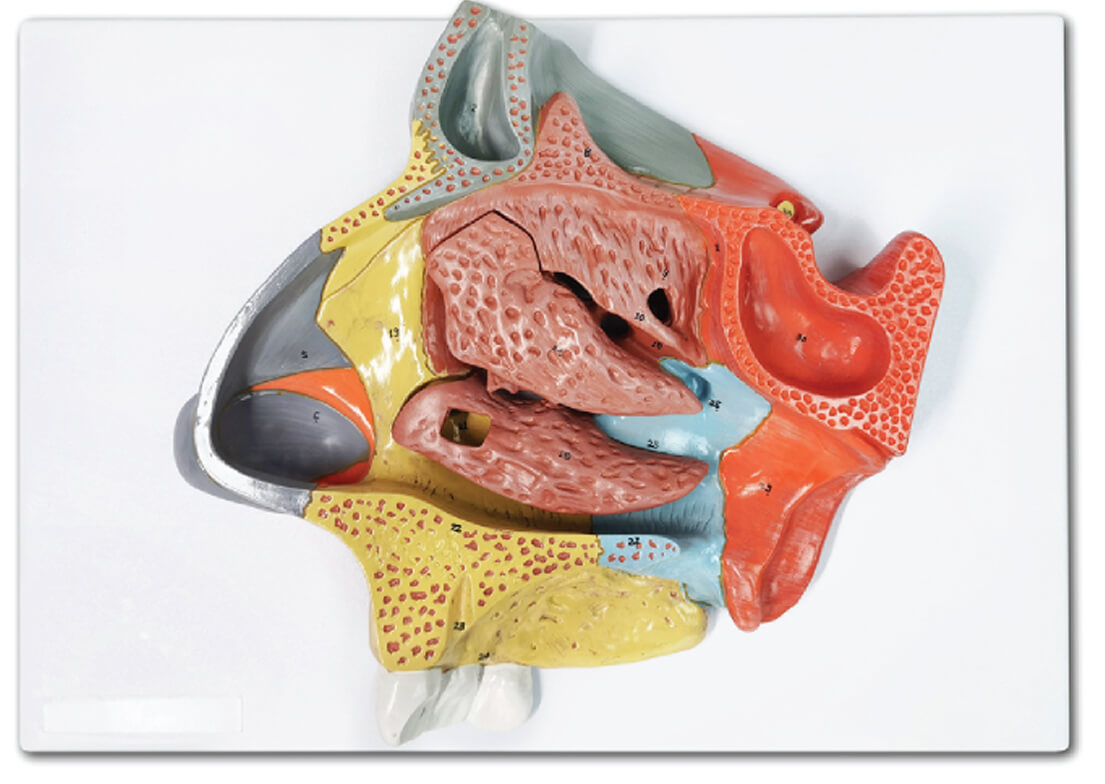 Nasal cavity model (2x Enlarged), 3 Parts