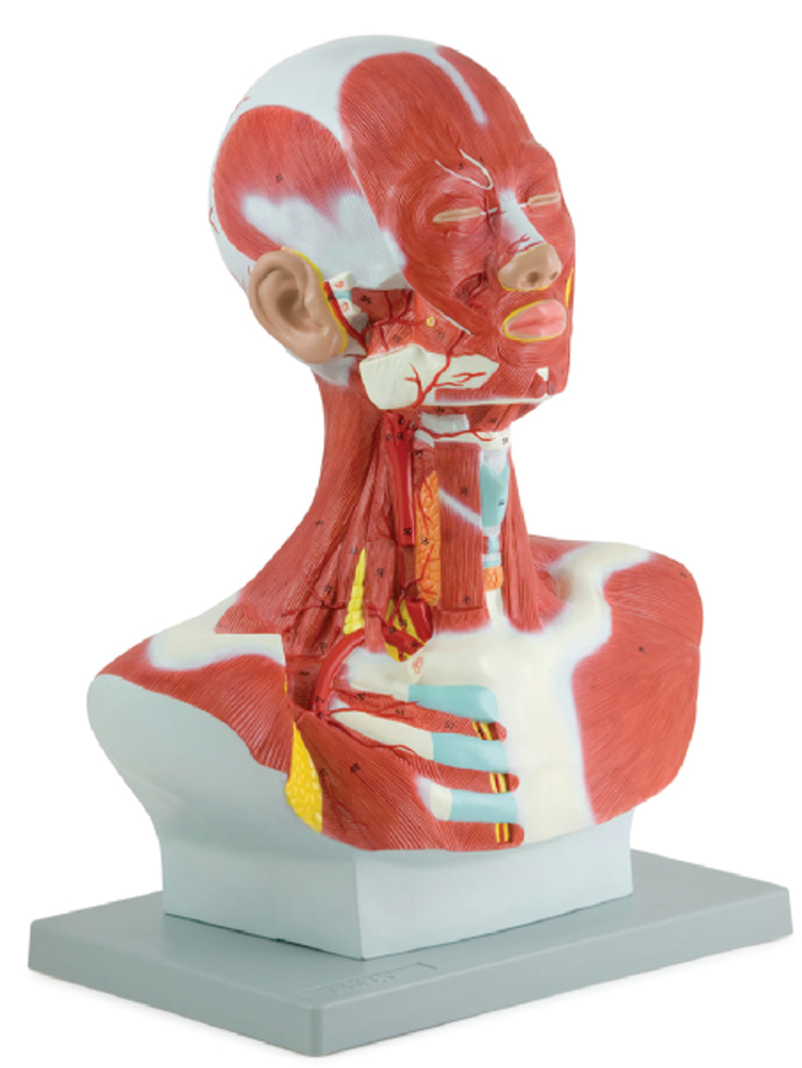 Human Head and Neck Model