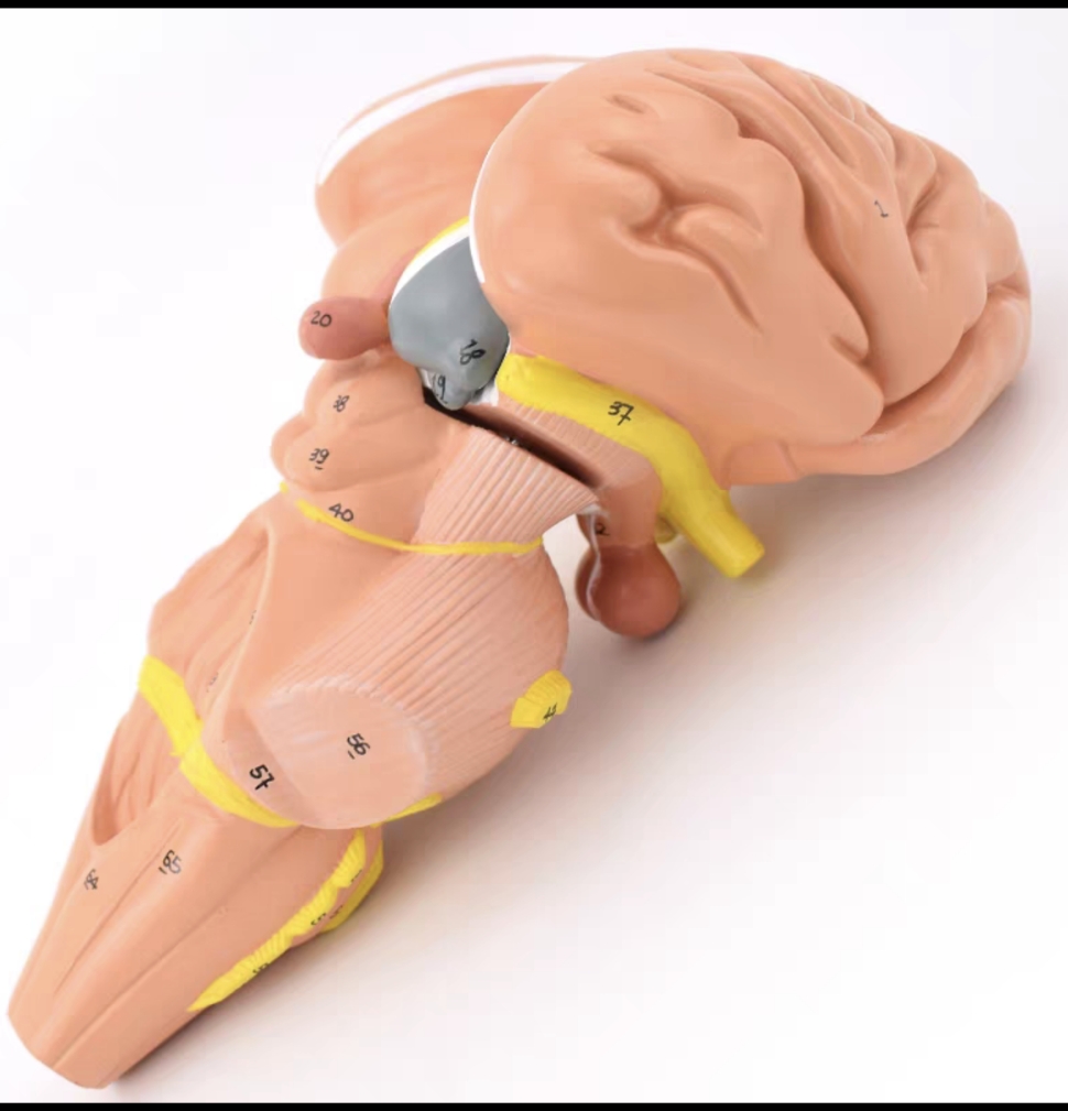 Brainstem and Diencephalon Nuclei Model, 4 Parts