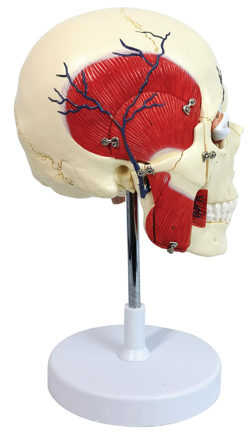 Half Skull with Masticatory Muscle and Brain, 5 Parts