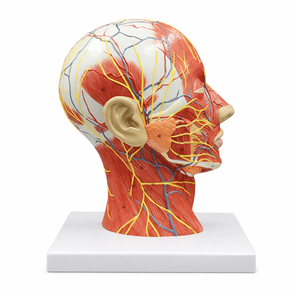 Head and Neck Neurovascular and Muscular Model