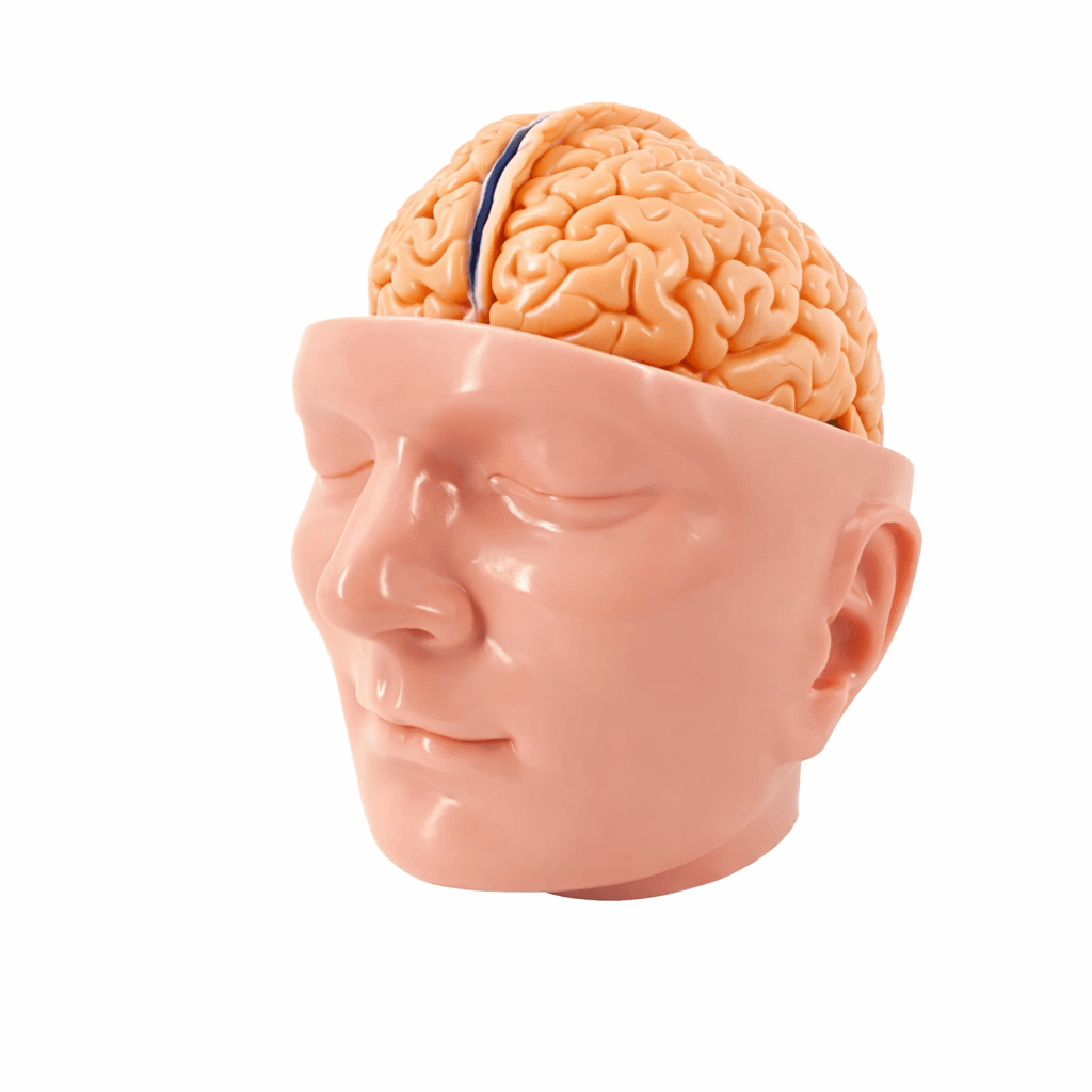 Brain Model with Dura Mater and Cranial Base, 10 Parts