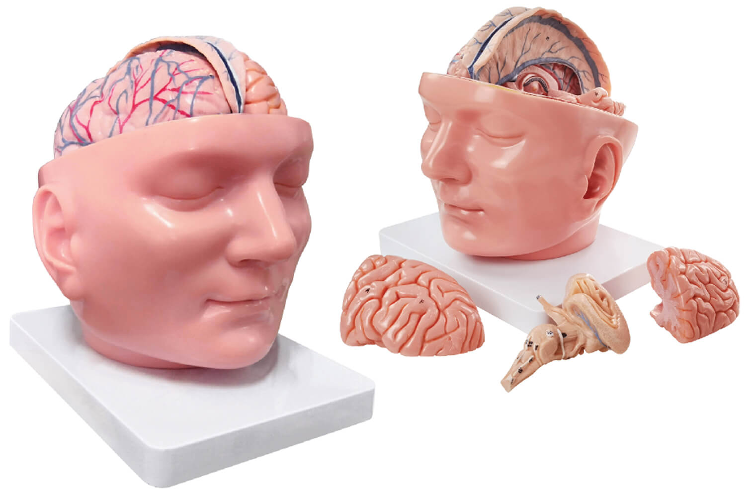 Regional Anatomical Head with Dura Mater