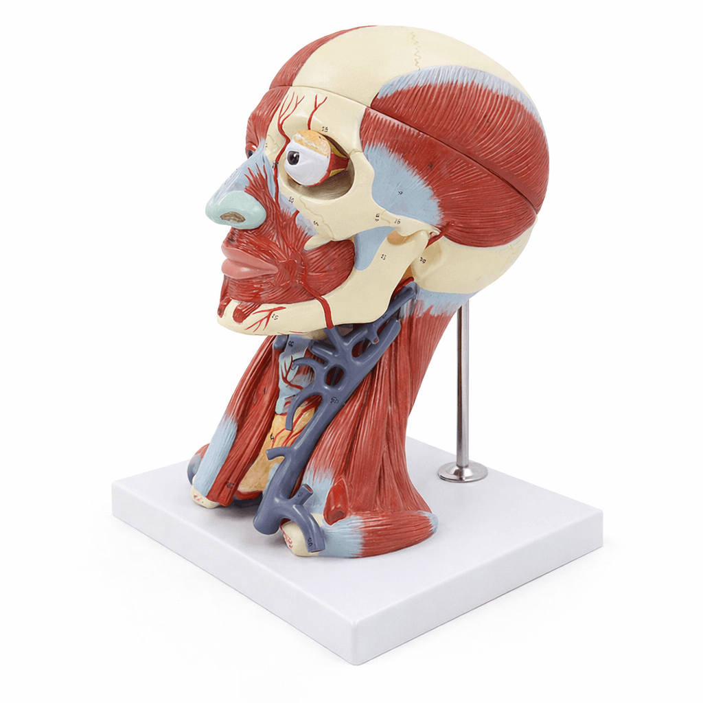 Head Muscle and Blood Vessel Model with Brain, 10 Parts