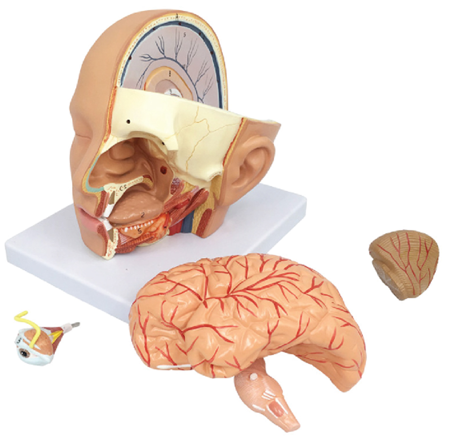 Head Anatomical Model, Life Size, 4 Parts