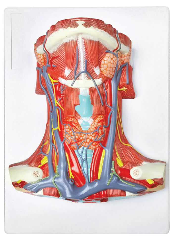 Neck and Throat Model with Muscles, Veins and Arteries