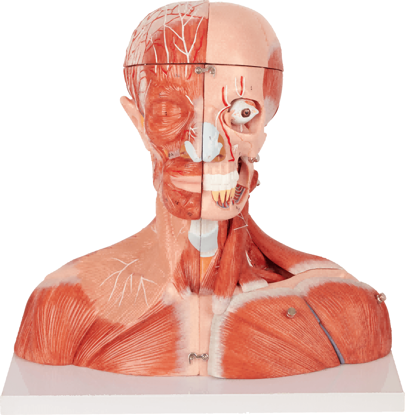 Head and Neck Neurovascular Model