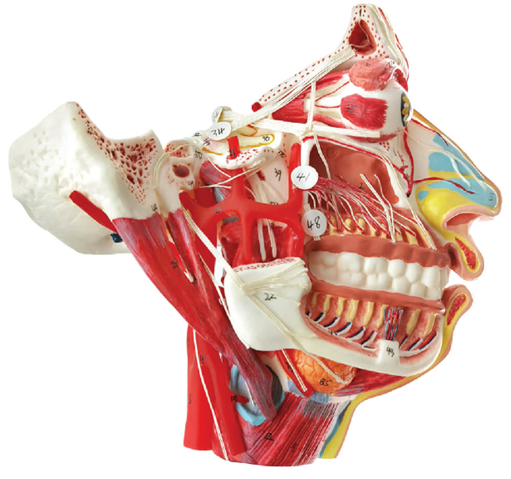Head and Face Neurovascular Model
