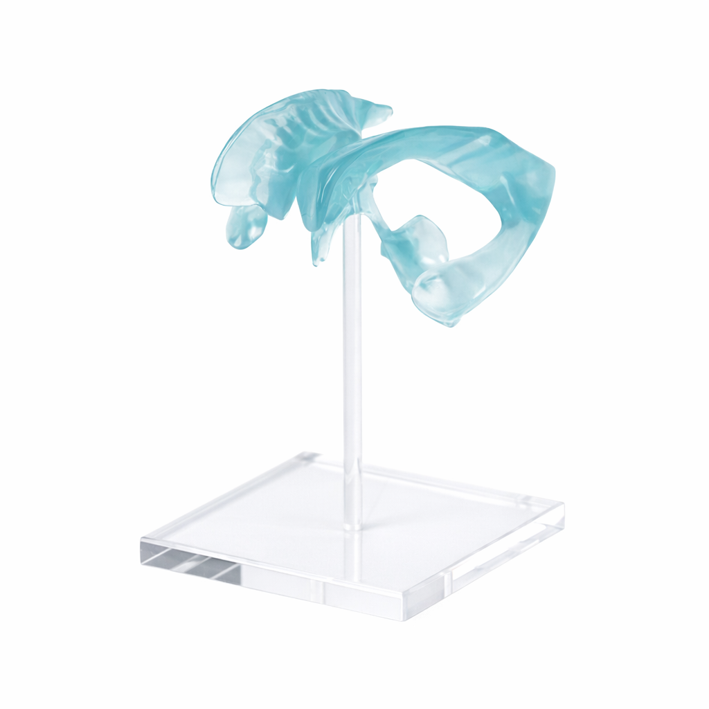 Transparent Ventricular System Model with Acrylic Base