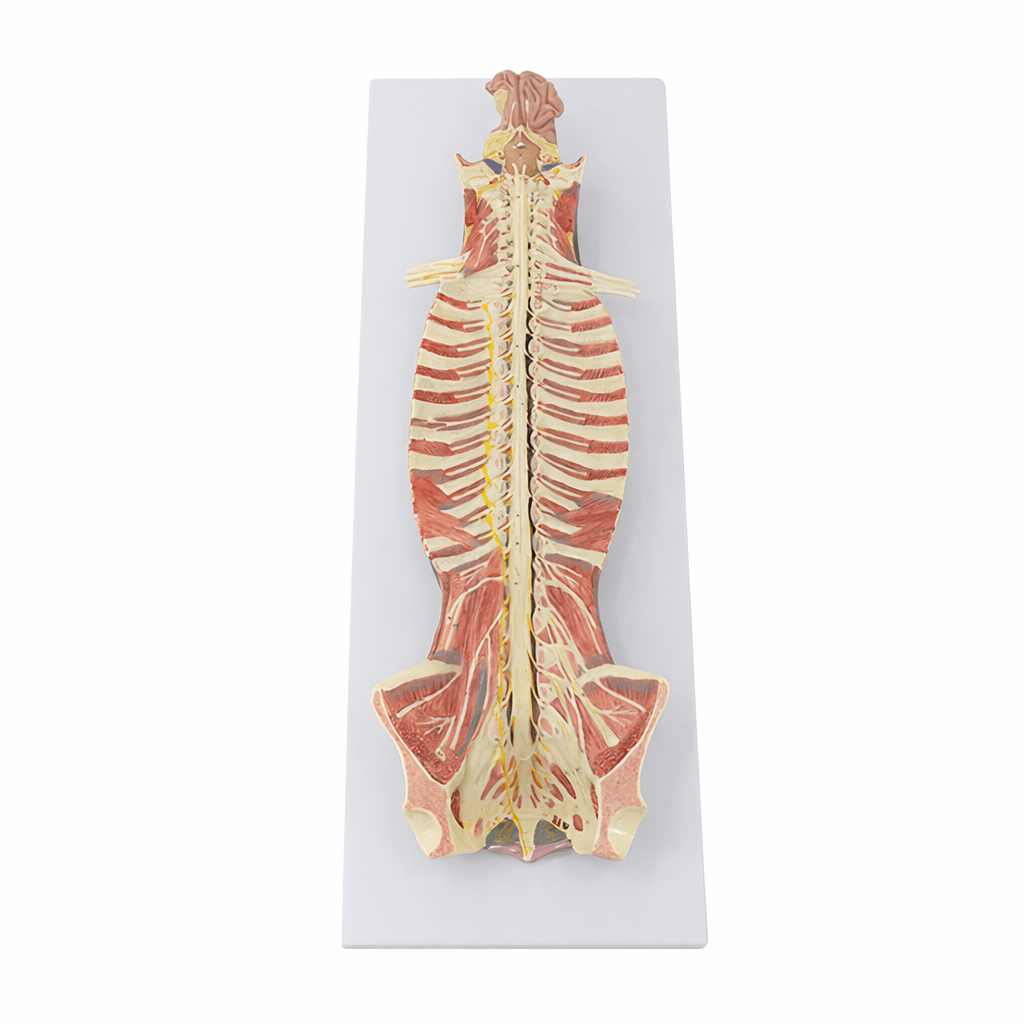Spinal Cord in Vertebral Canal Model
