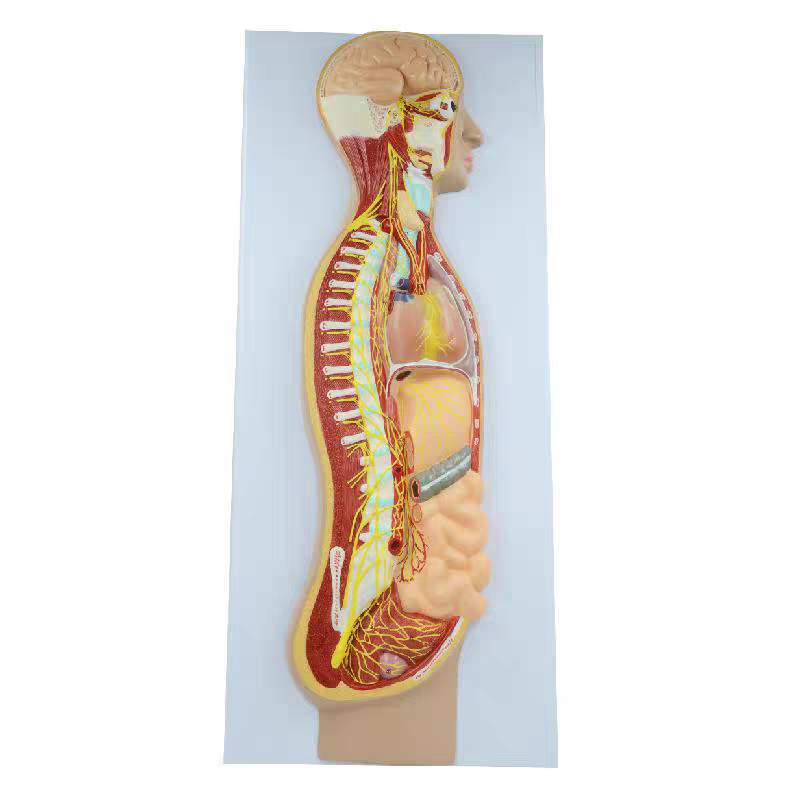 Sympathetic Nervous System Relief Model