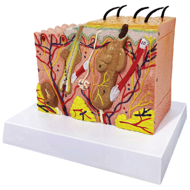 Skin Model, 35x Enlarged