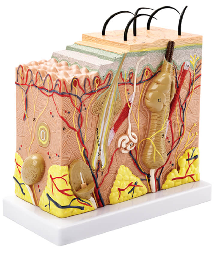 Skin Model,50x Enlarged