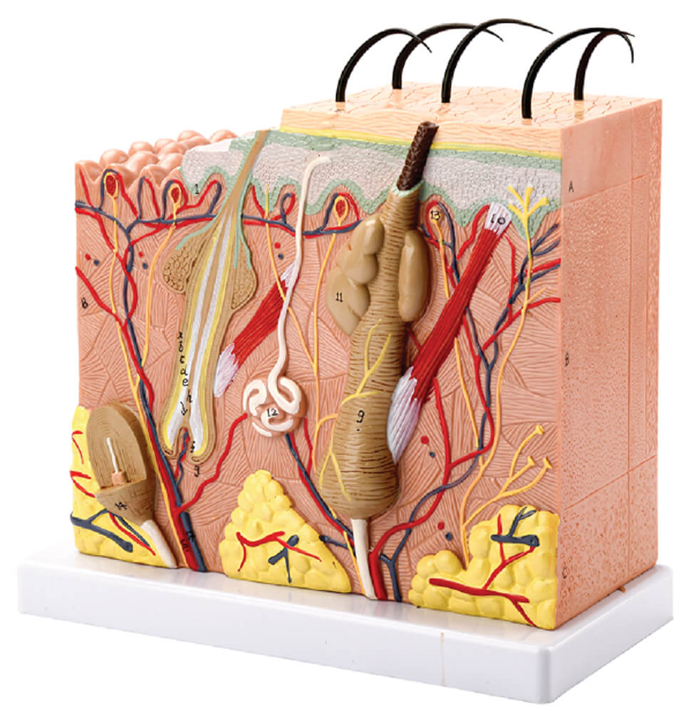 Skin Model, 70x Enlarged