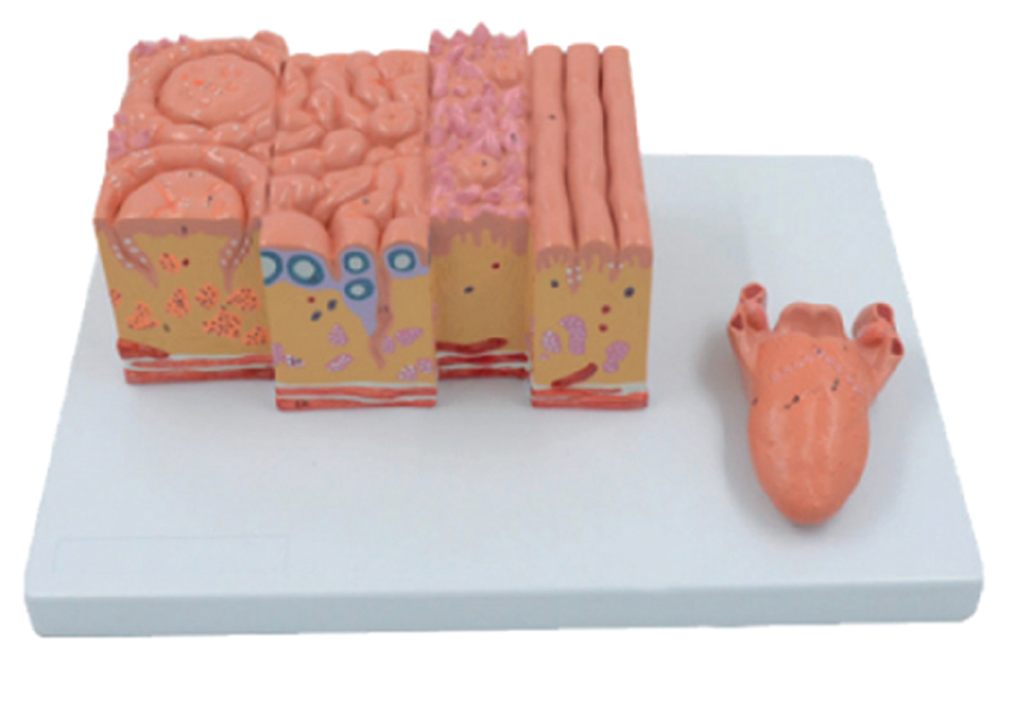 Tongue Model, 2 Parts