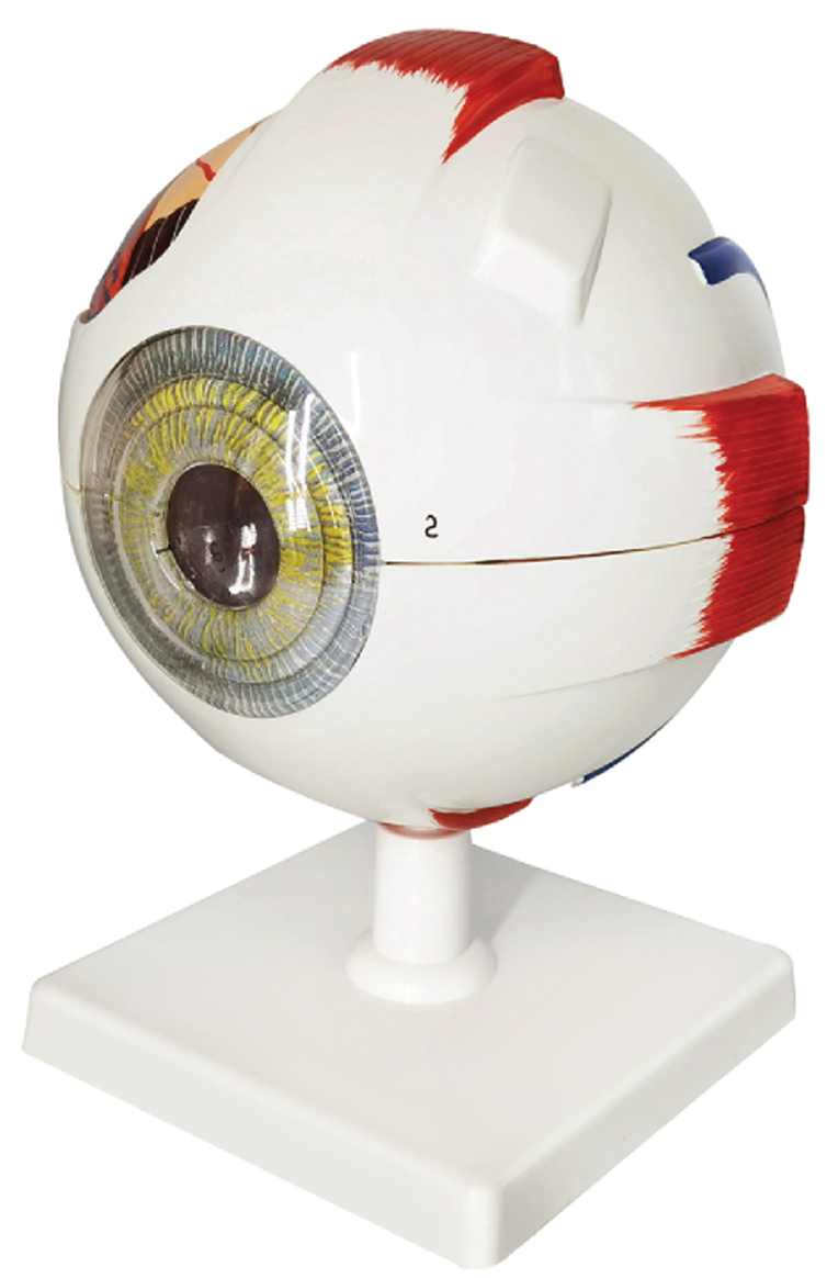Eye (6× Enlarged), 6 Parts