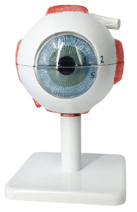 Eye (3× Enlarged), 6 Parts