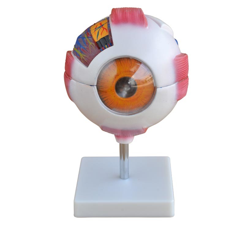 Giant Eye Model (6× Enlarged), 7 Parts