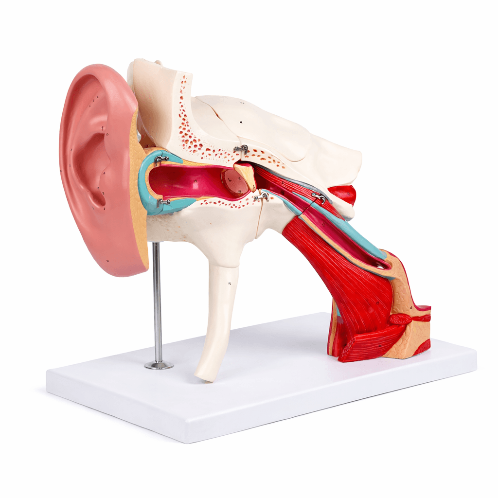 Ear Structure Magnification Model