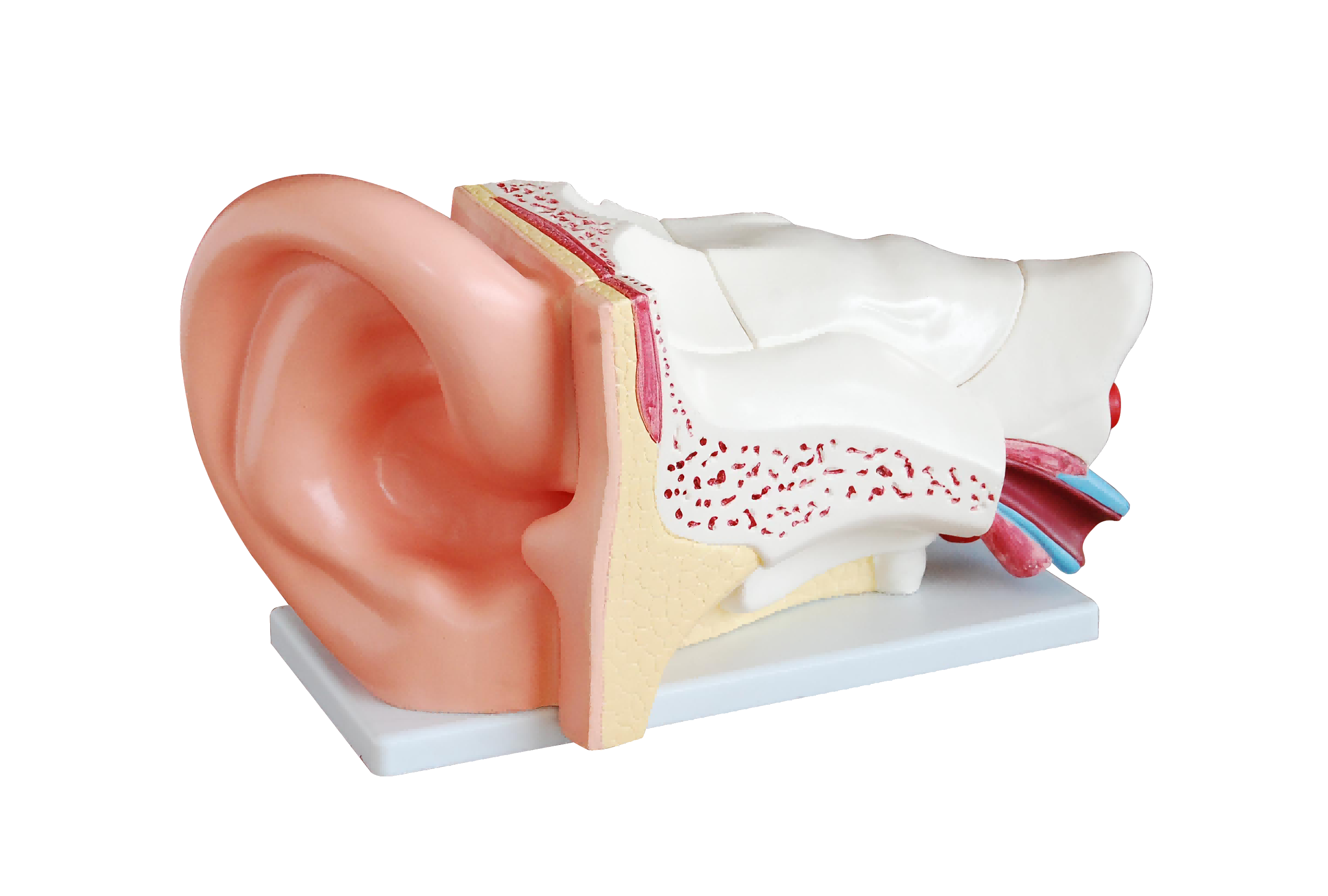 Giant Ear Model (5x Enlarged), 6 Parts